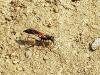Sceliphron caementarium